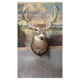 Taxidermy 10 point Older White-Tail Deer S