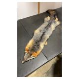 Tanned Grey Fox Hide. Used for Wall Decor or