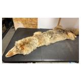 Tanned Grey Fox Hide. Used for Wall Decor