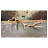 6 point Single Elk Antler (Browning Picture Not