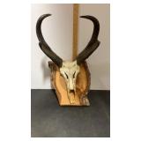 Taxidermy Pronghorn Antelope Euro Mount on  live