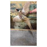 Taxidermy Male Ringneck Pheasant (Browning