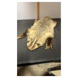 Taxidermied American Badger Rug Featuring Long