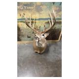 Taxidermy 12 point Older White-Tail Deer S