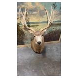 Taxidermy 11 point Older Mule Deer Shoulder M