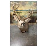 Taxidermy 14 point Older Mule Deer Shoulder M