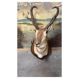 Taxidermy Pronghorn Antelope Shoulder Mount on