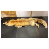 Tanned Red Fox Hide. Used for Wall Decor