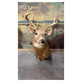 Taxidermy 8 point Older White-Tail Deer Shoulder