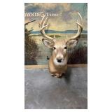Taxidermy 8 point Older White-Tail Deer Shoulder