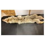 Tanned Coyote Hide. Used for Wall Decor