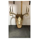 Taxidermy Semi Euro Mount of a 11 point