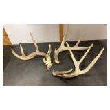 3 Loose single Side White-Tail Antlers