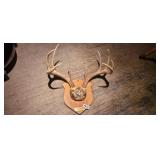 9 POINT MOUNTED ANTLERS