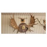 LARGE MOOSE ANTLERS *WITH RESERVE