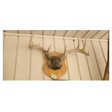 MOUNTED ANTLERS