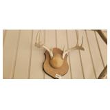 MOUNTED ANTLERS