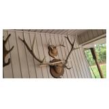 LARGE ELK ANTLERS