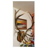 LARGE ELK HORNS