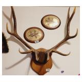 LARGE ELK HORNS