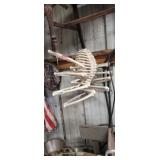 HEADLESS SPIDER SKELETON