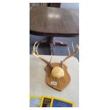 MOUNTED DEER ANTLERS