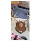 MOUNTED DEER ANTLERS