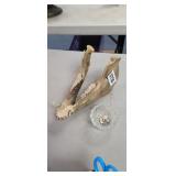 ANIMAL JAW BONE AND TEETH