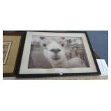 LLAMA WALL-ART FRAMED