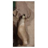 BUCK TAXIDERMY MOUNT