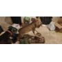 STUBLER ESTATE AUCTION
