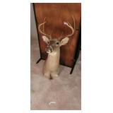 TAXIDERMY 8 POINT BUCK