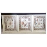 Mid century framed shell prints from Hudson