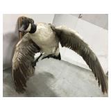 Taxidermy mounted goose