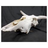 Bull skull decor
