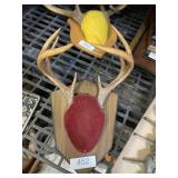 Dear Antler Display
