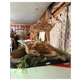 Fawn Deer Mount With 2 Fawns Has Tags As Pictured