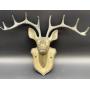 Brass Deer Head w/Antlers
