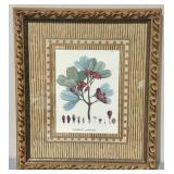 Botanical Engraving Print w/Ornate Gold Frame