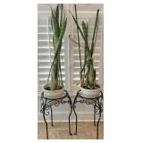 (2) Wrought Iron Plant Stands & Snake Plants