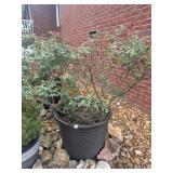 Large Outdoor Planter