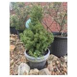 (3) Outdoor Planters w/ Trees