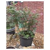 Outdoor Planter