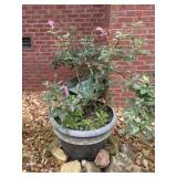 (2) Outdoor Planters