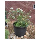 Outdoor Planter