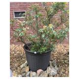 Outdoor Planter