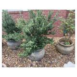 (3) Outdoor Planters