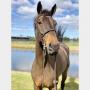 World Class Show Jumper Horse Auction