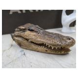 Real taxidermied American alligator head