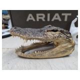 Real taxidermied American alligator head